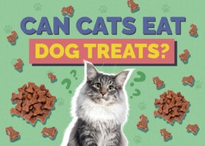 Can Cats Eat Dog Treats? Nutritional Facts & Safety Guide Hepper Pet