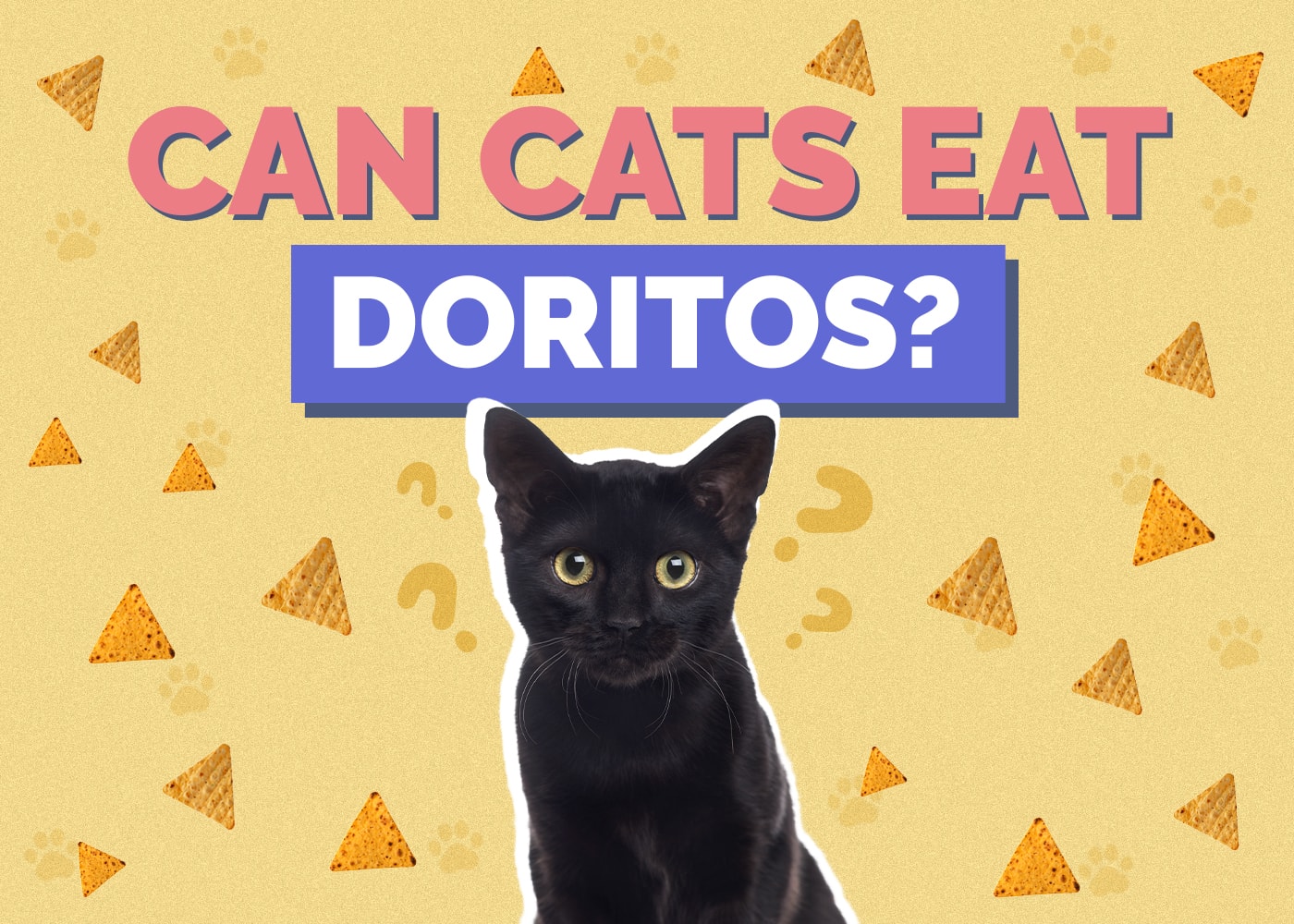Can Cats Eat doritos