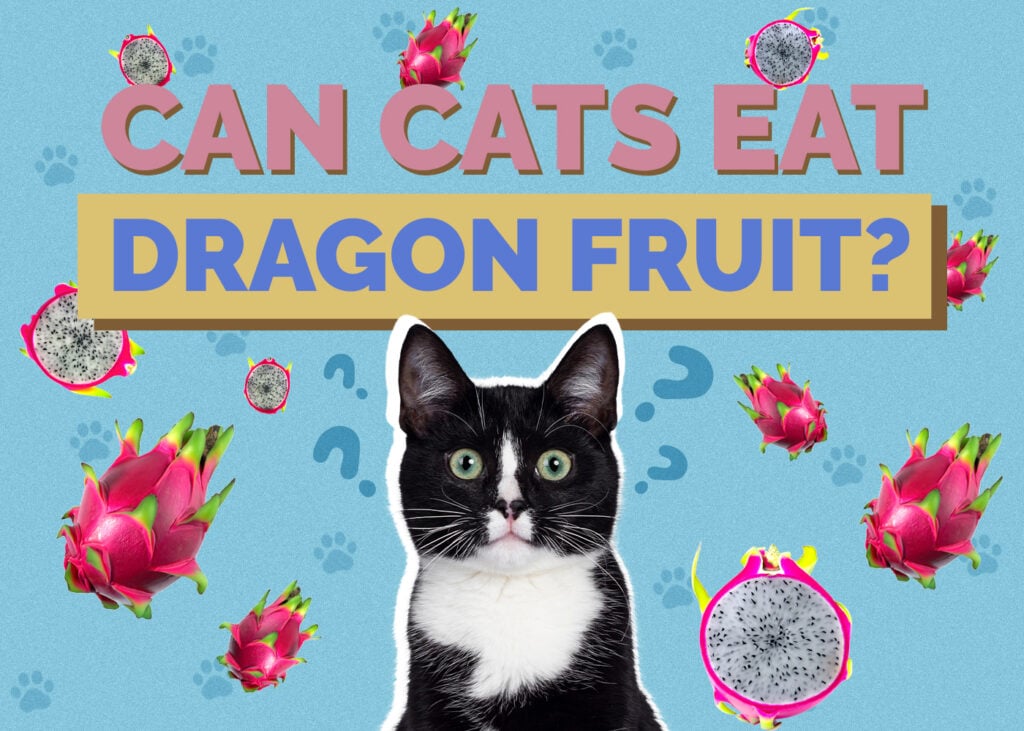 Can Cats Eat dragonfruit