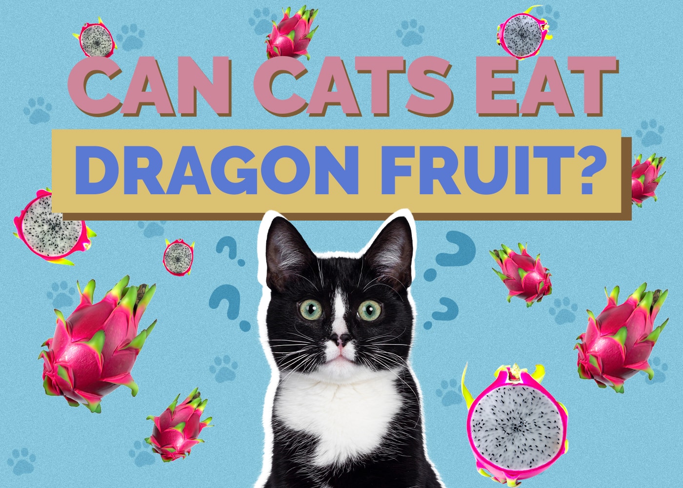 Can Cats Eat dragonfruit