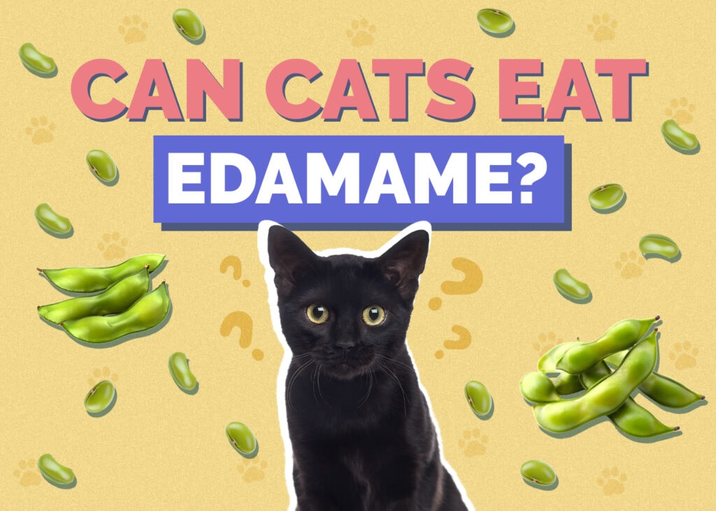 Can Cats Eat edamame