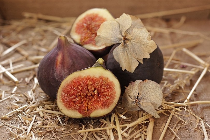fig fruit
