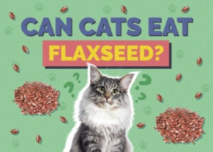 Flaxseed Oil Cat Food For Hypersensitive Cats photo
