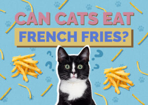Can Cats Eat French Fries? Vet-Verified Nutrition Facts & FAQ | Hepper