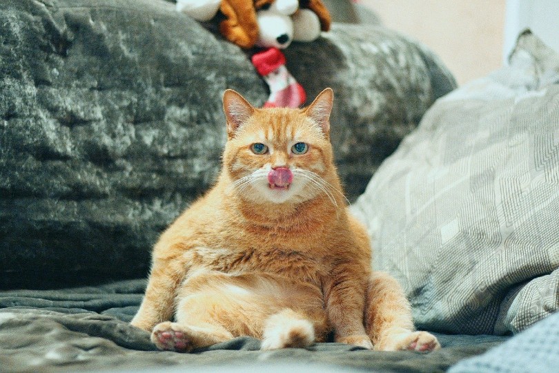 funny cat