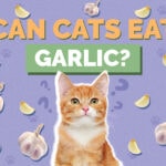 Can Cats Eat garlic