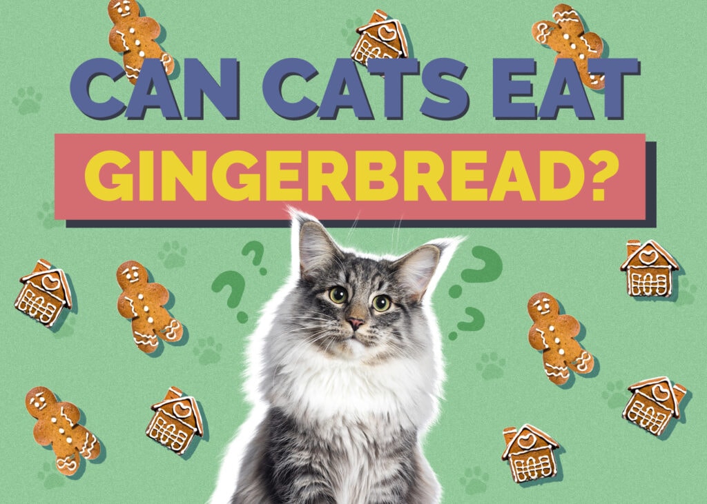 Can Cats Eat gingerbread