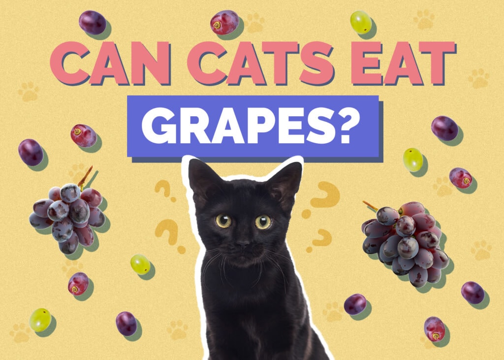 Can Cats Eat grapes