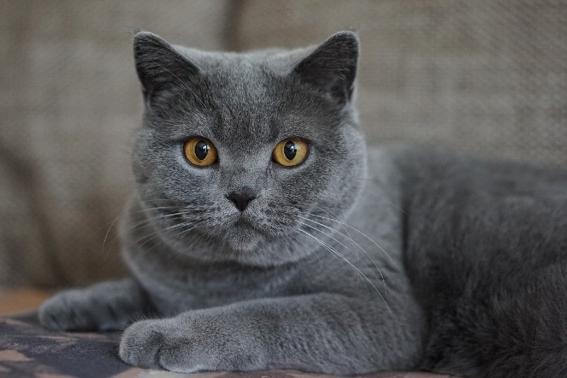 grey domestic cat
