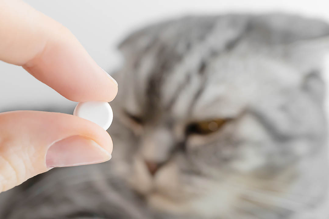 hand holding a tablet with scottish fold cat in the background