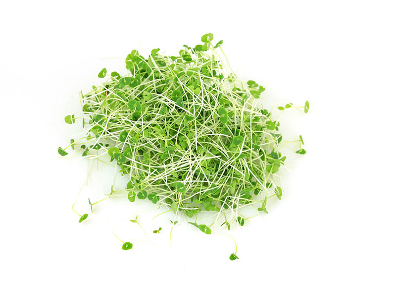 harvested chia grass sprouts on white background
