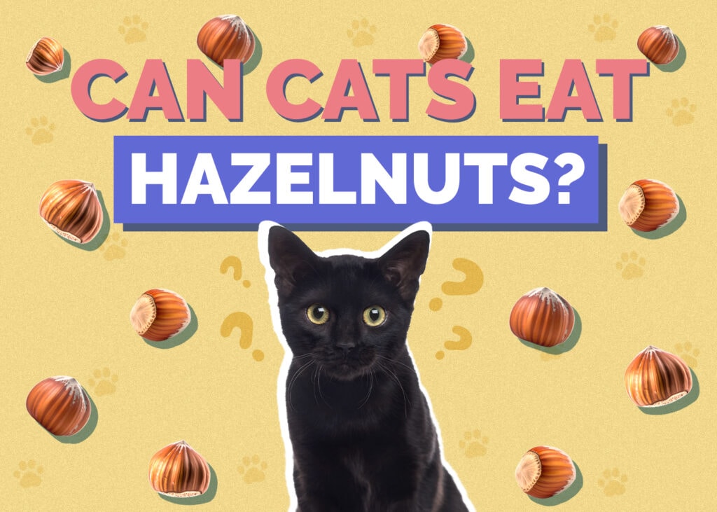 Can Cats Eat hazelnuts