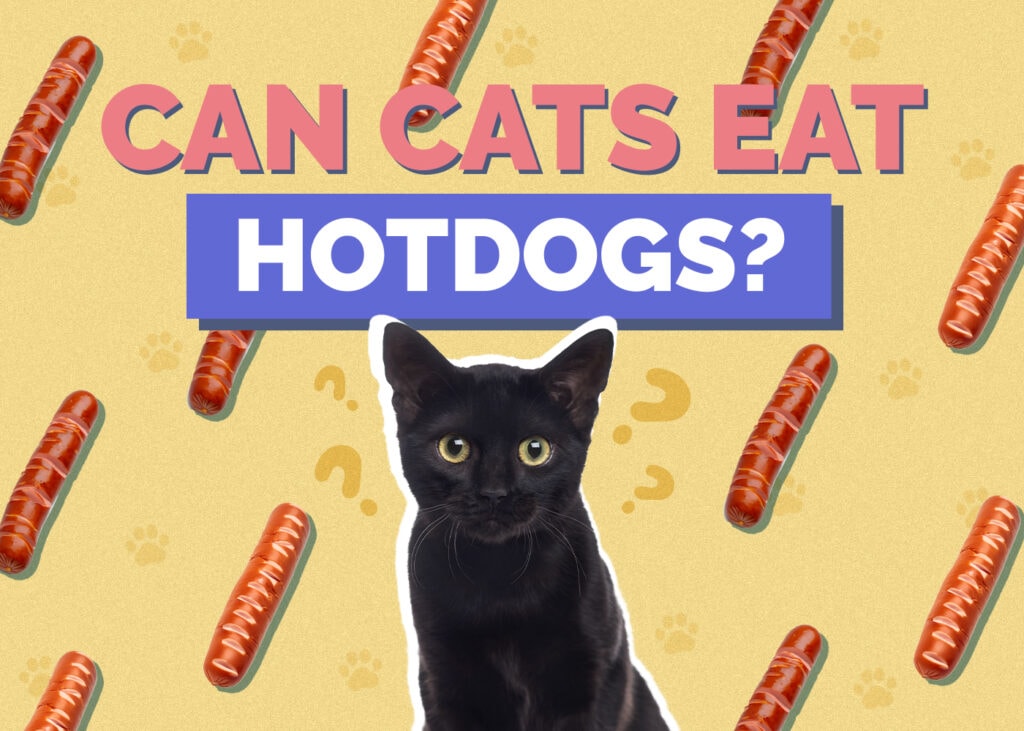 Can Cats Eat hotdogs