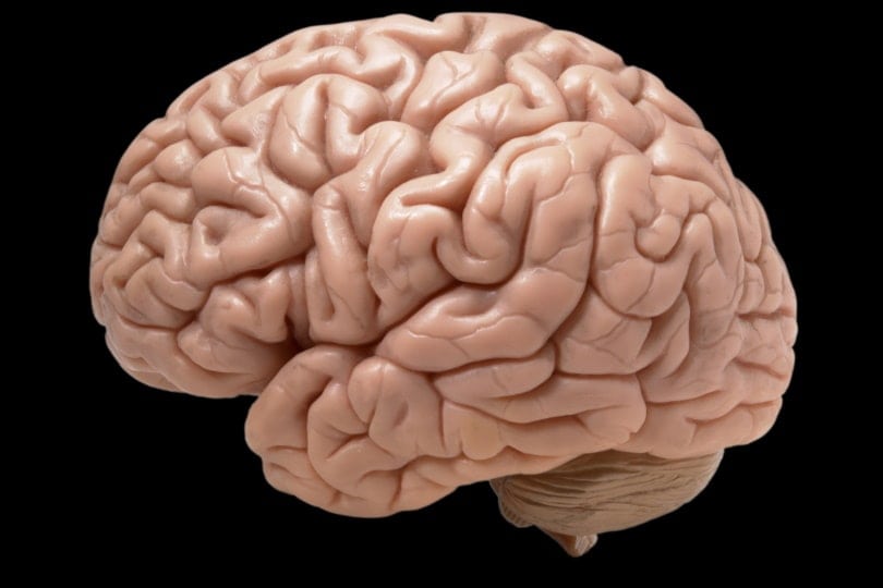 human brain in black background