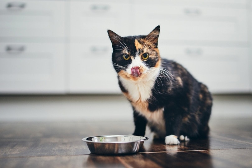 hungry cat sitting next to bowl of food at home kitchen