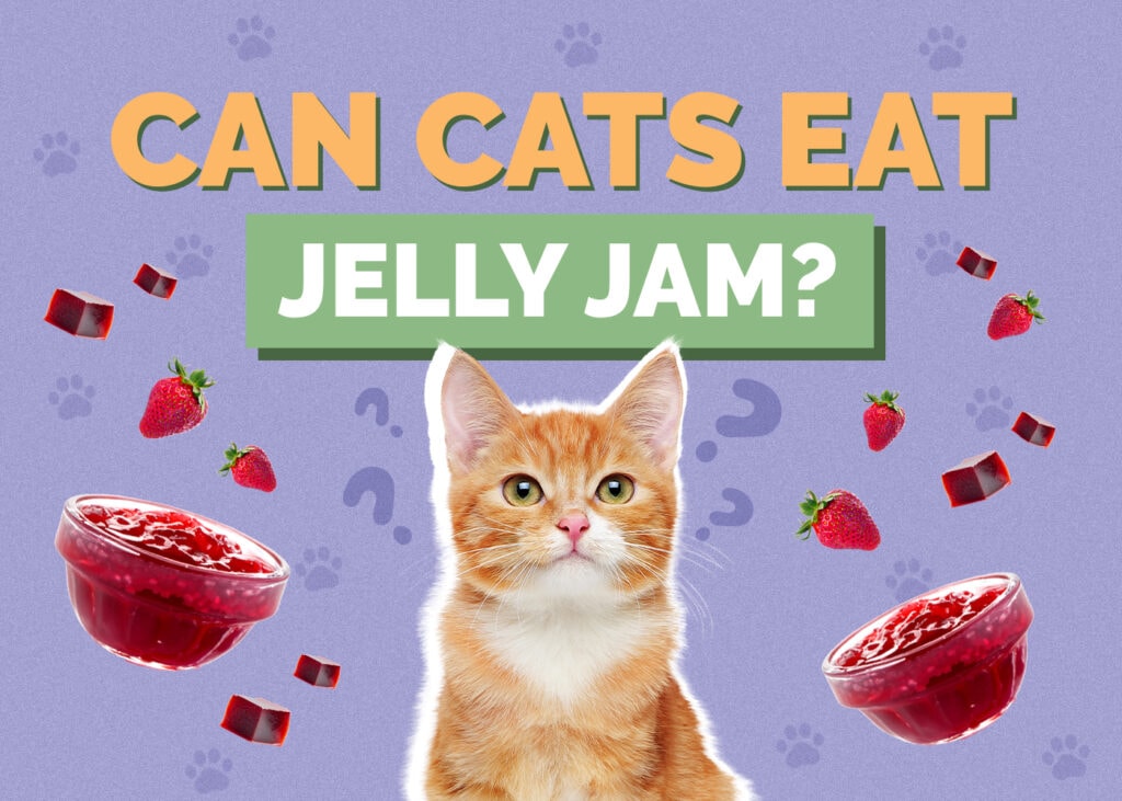 Can Cats Eat jelly-jam