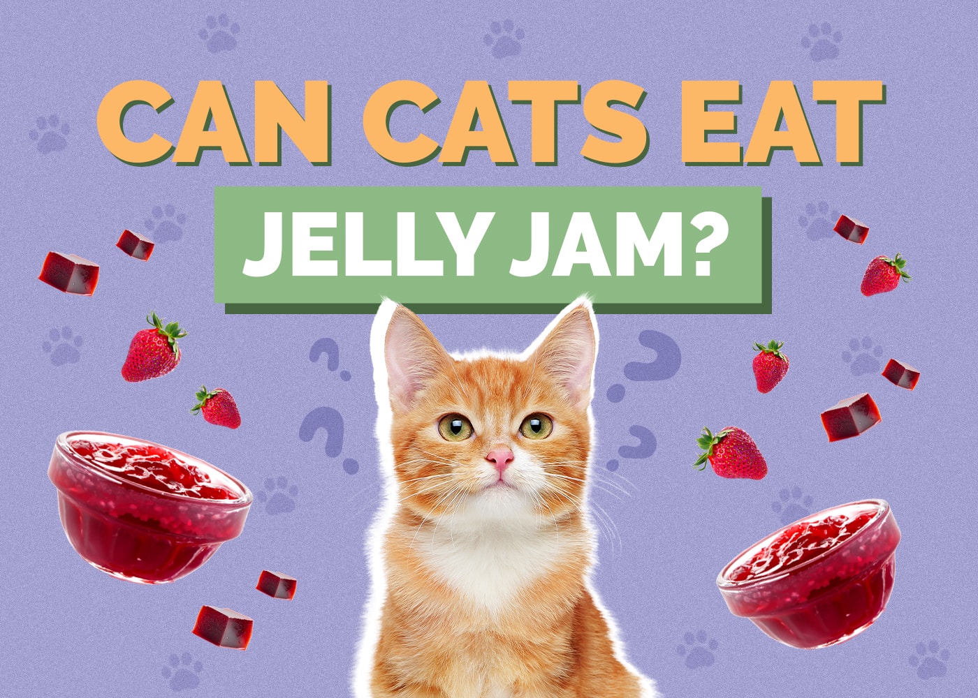 Can Cats Eat jelly-jam