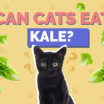 Can Cats Eat kale