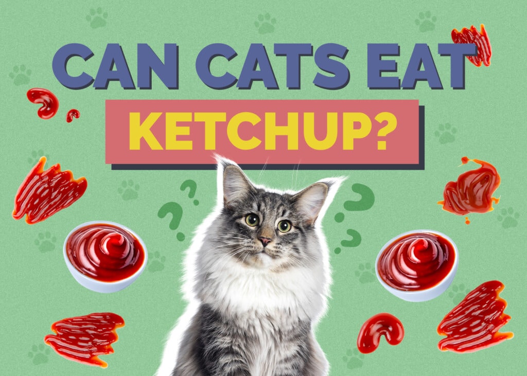 Can Cats Eat ketchup