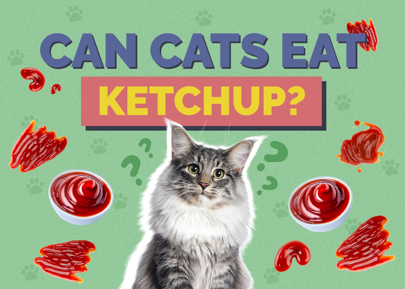 Can Cats Eat ketchup