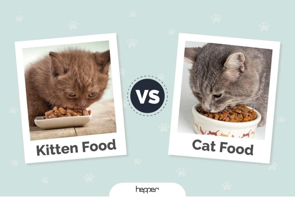 kitten food vs cat food hepper featured