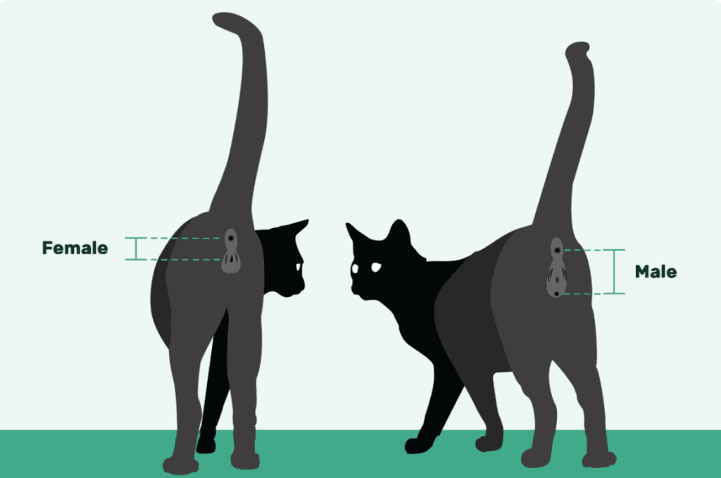 male vs female cat