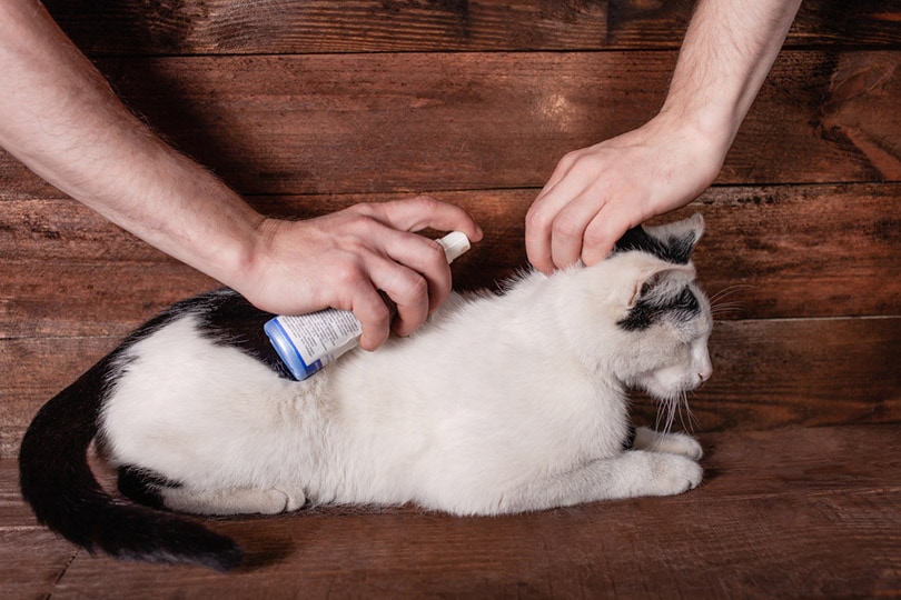man spraying a cat with flea spray