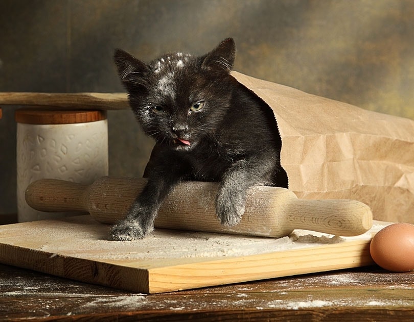 mischievous black kitten got into a bag of flour on the kitchen table