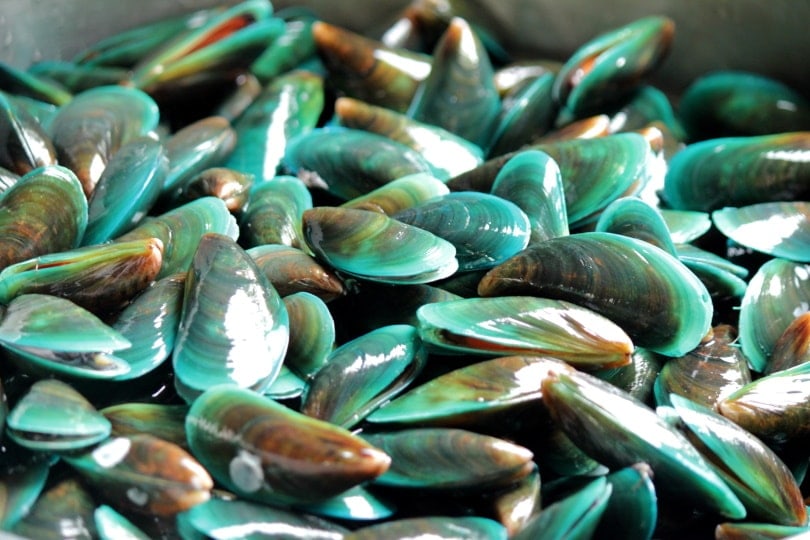 mussels close up