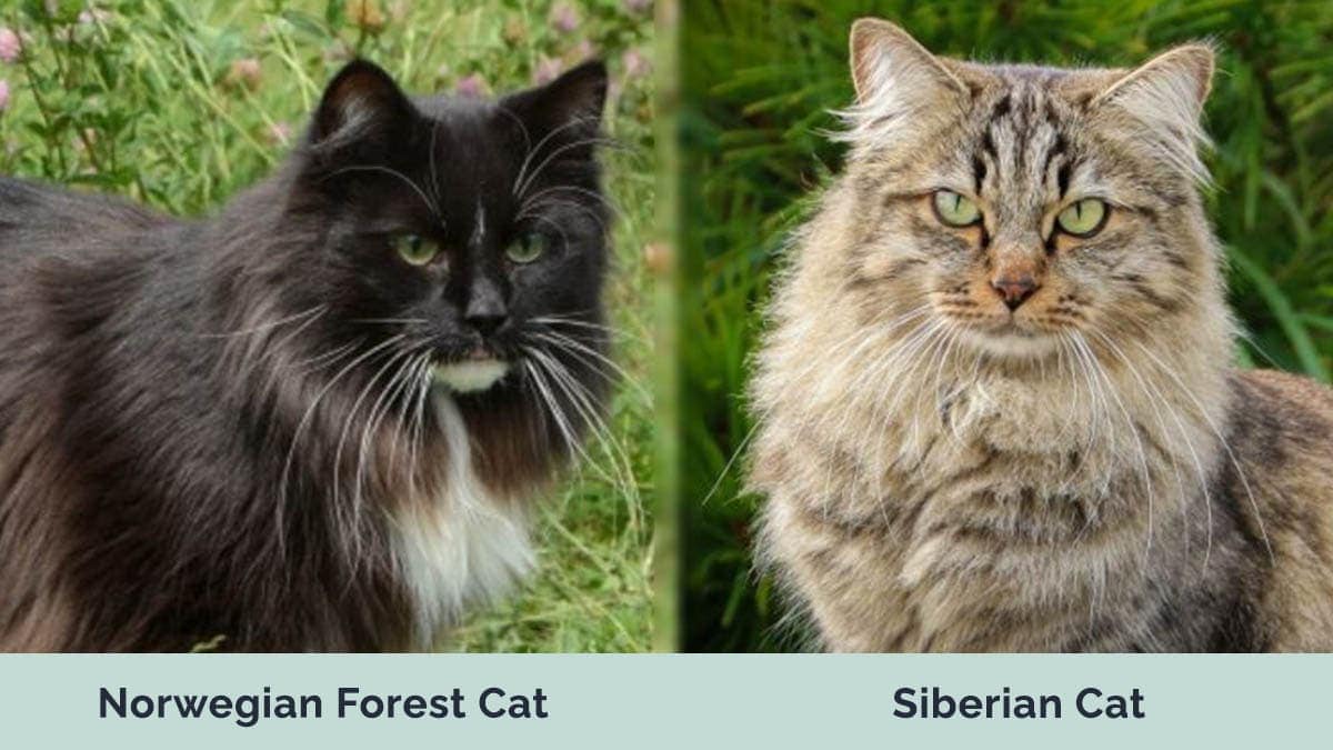 norwegian forest vs siberian hepper