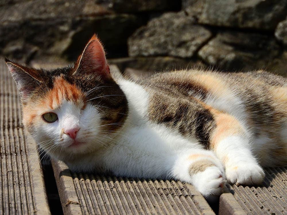 one-eyed cat