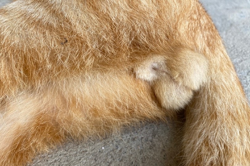 orange male cat testicles