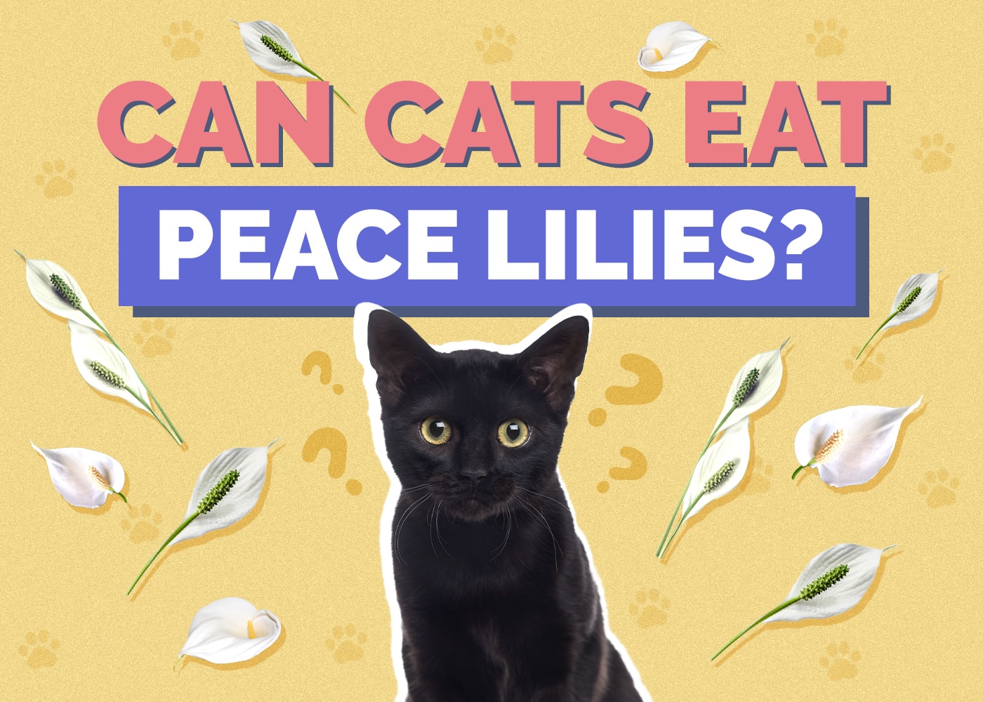 Can Cats Eat peace-lilies