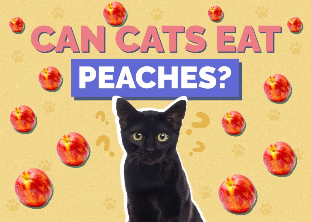 Can Cats Eat peaches