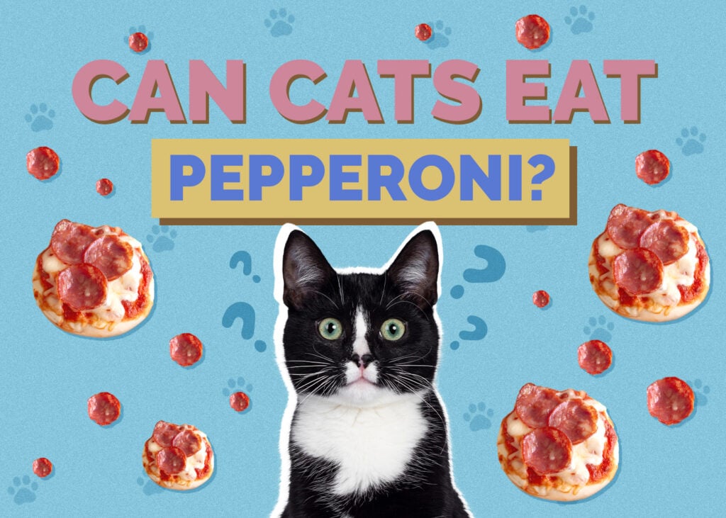 Can Cats Eat pepperoni