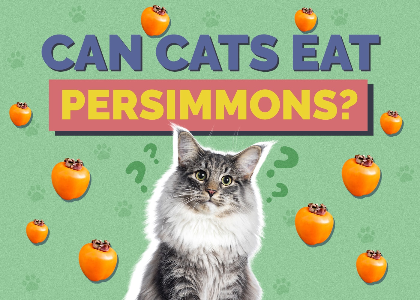 Can Cats Eat persimmons