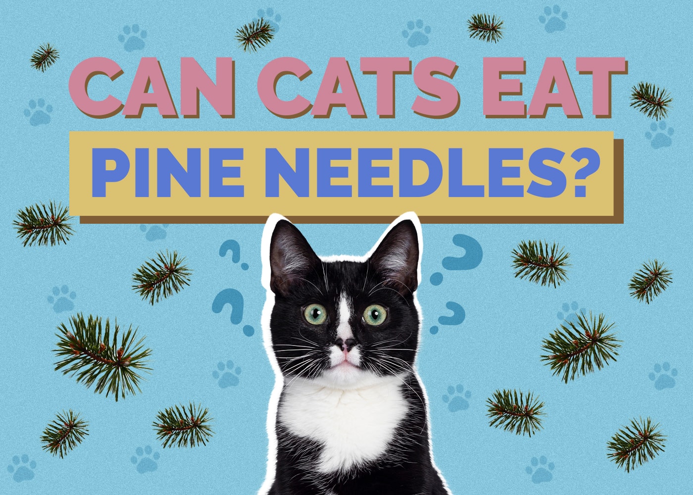 Can Cats Eat pine-needles