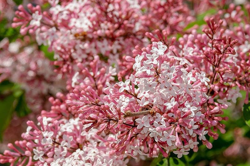 pink and white lilac