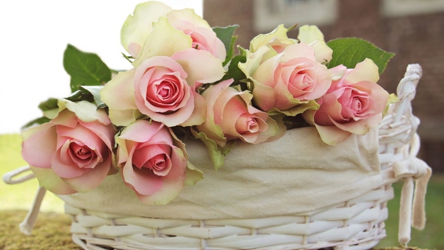 pink roses in basket