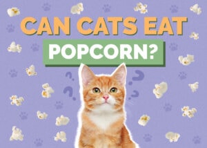 Can Cats Eat Popcorn? Vet-Reviewed Facts & Safety Tips Hepper Pet