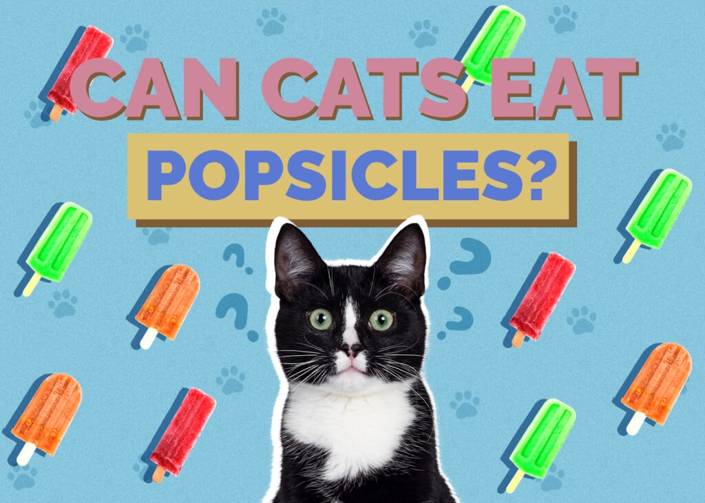 Can Cats Eat popsicles