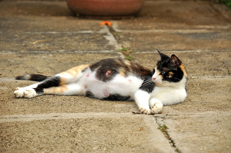 pregnant stray cat