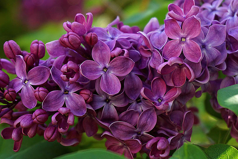 purple lilac flowers