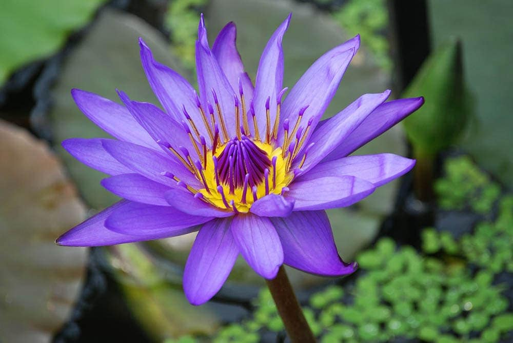 purple water lily
