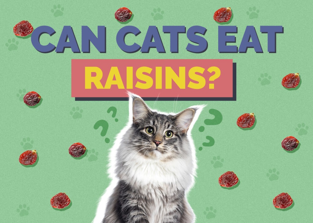 Can Cats Eat raisin