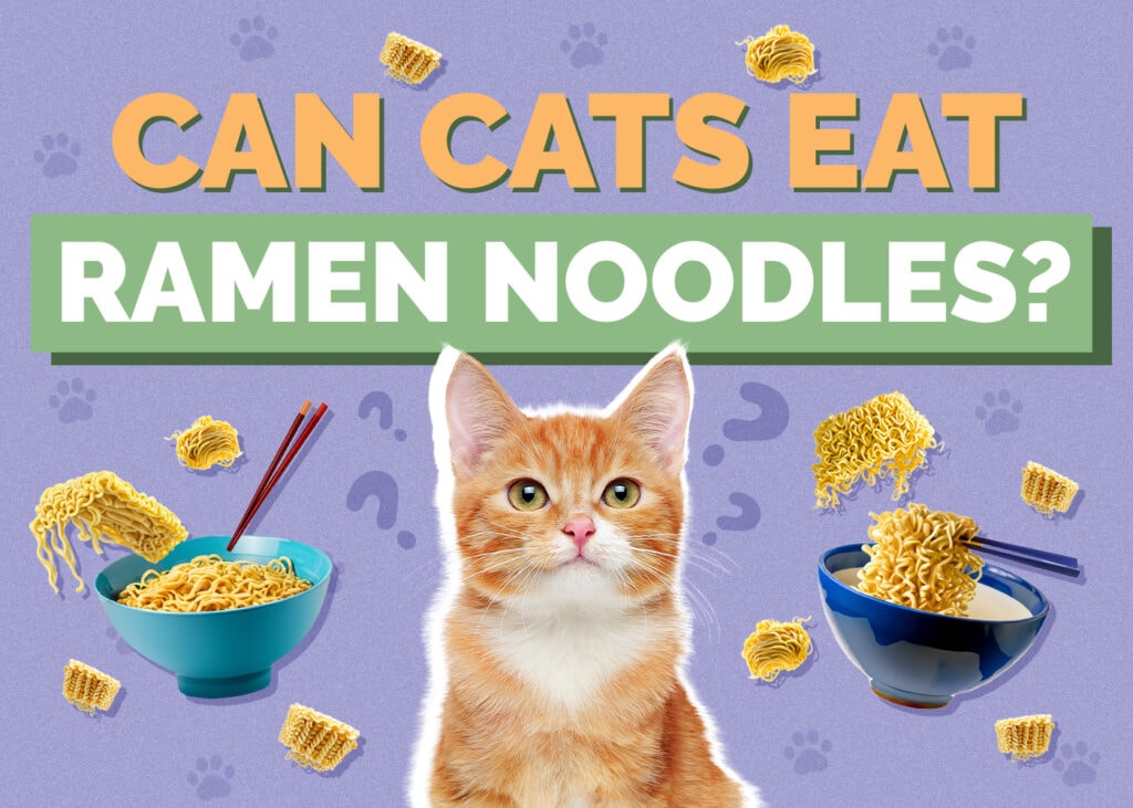 Can Cats Eat ramen-noodles