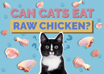 Can Cats Eat Raw Chicken? Vet-Verified Health & Safety Guide | Hepper