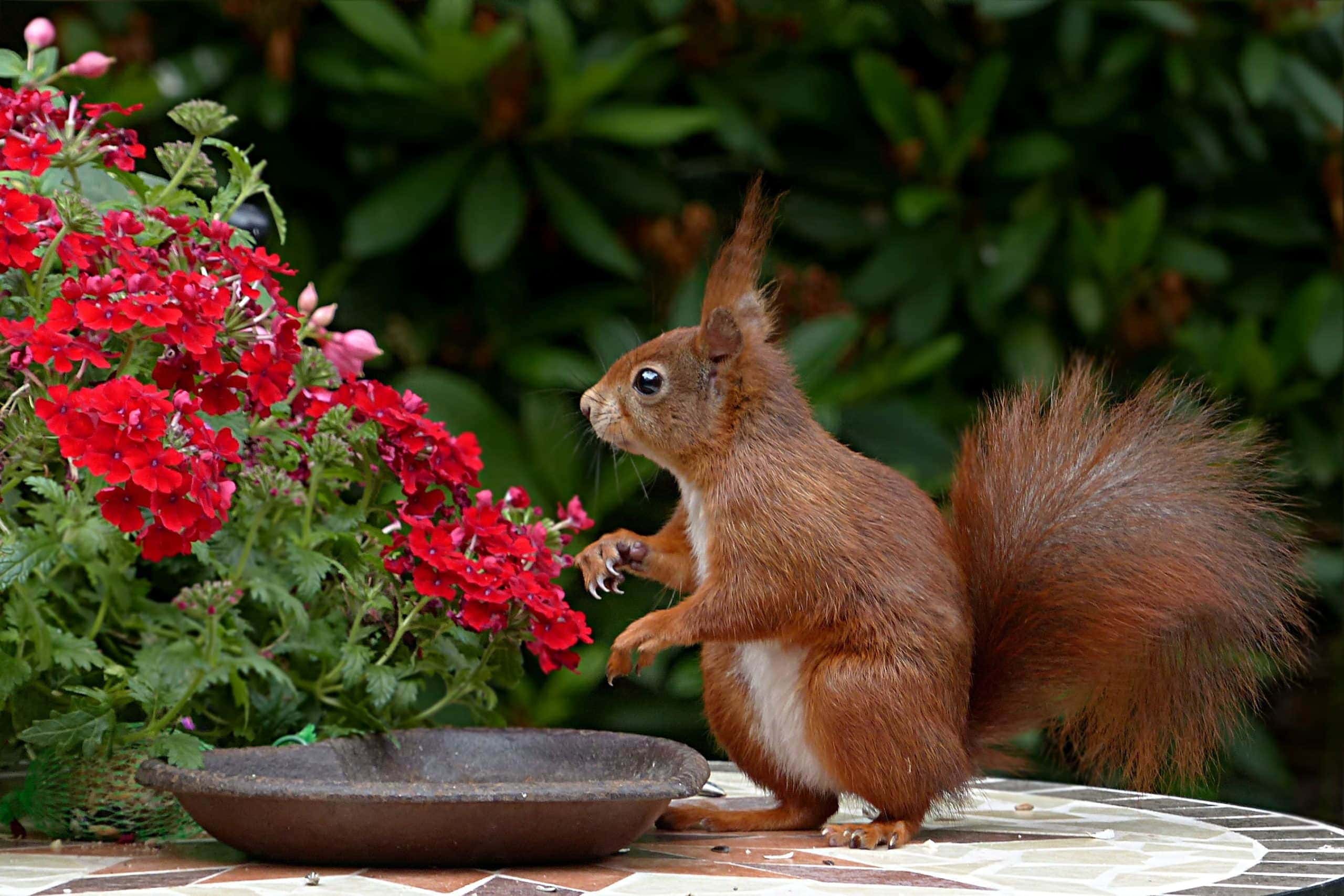 red squirrel in garden