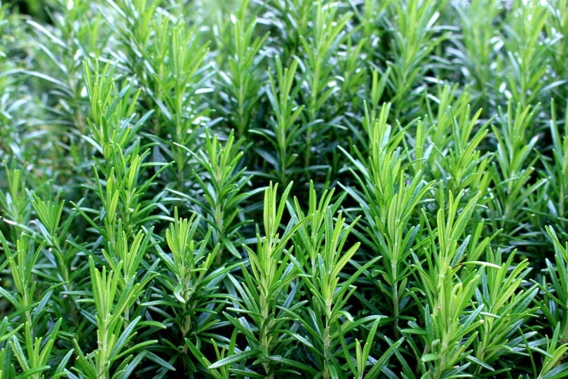 rosemary herbs in garden