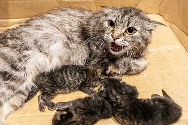 agressive mother with kittens